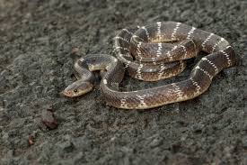 1755328099 Jagdalpur OMG 9 month old baby girl krait snake killed by chewing